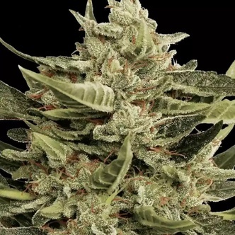Vertigo Auto (Paradise Seeds) feminizada