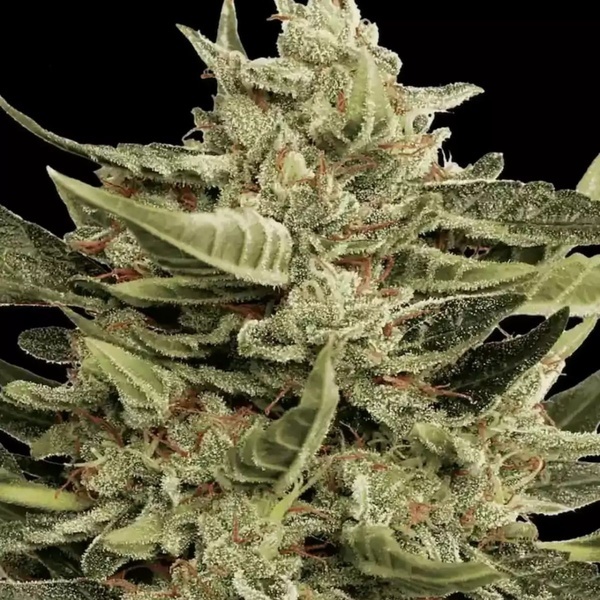 Vertigo Auto (Paradise Seeds) feminizada