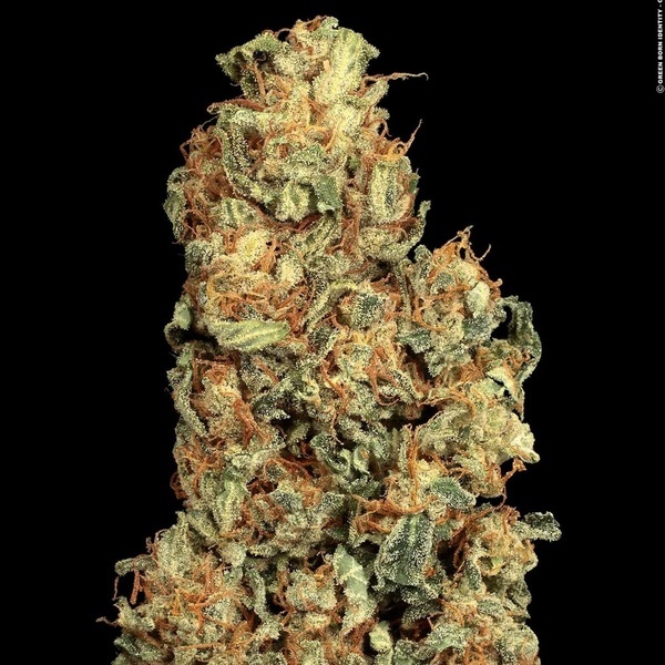 Vertigo Auto (Paradise Seeds) feminizada