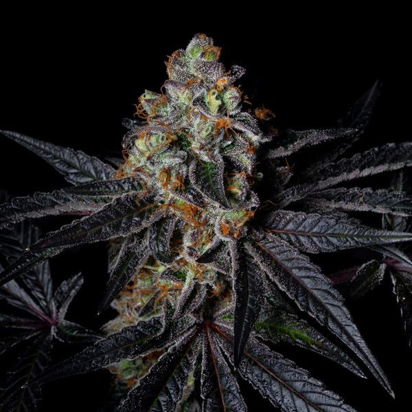 Diamond Dust (Pure Instinto) feminizada