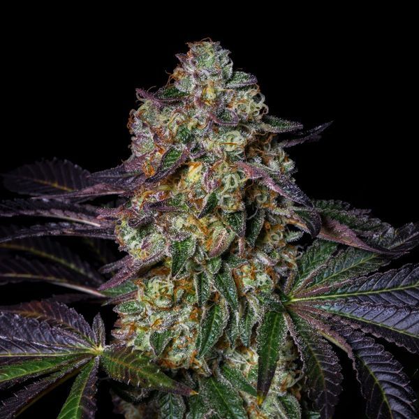 Kushmallow (Pure Instinto) feminizada