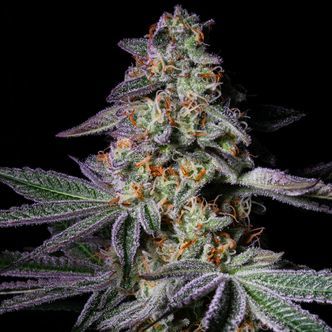 Pure Glitter (Pure Instinto) feminizada