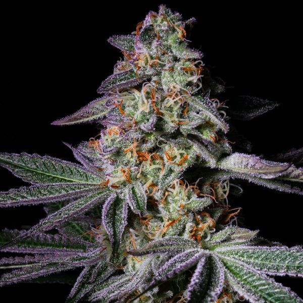 Pure Glitter (Pure Instinto) feminizada