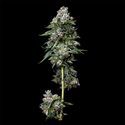 Kosher Kush (DNA Genetics) feminizada
