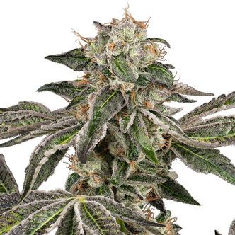 Runtz Autoflorescente (White Label) feminizada