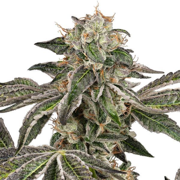 Runtz Autoflorescente (White Label) feminizada