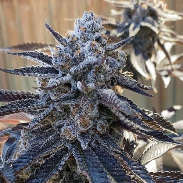 Bahama Berry (Solfire Gardens) feminizada