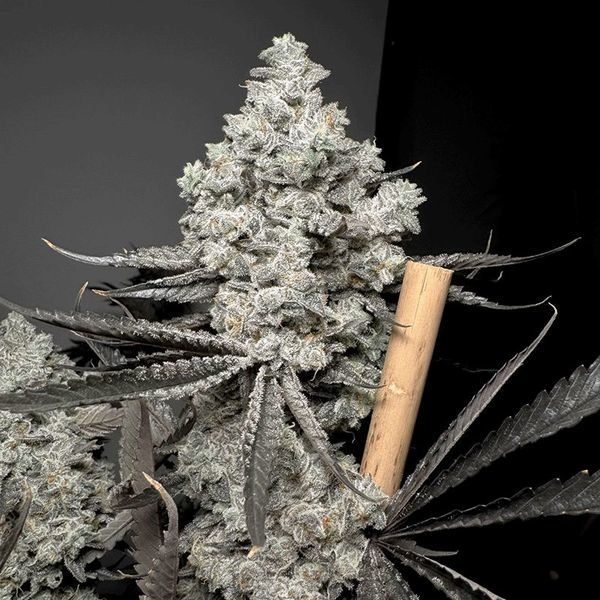 Barf Breath (Solfire Gardens) feminizada