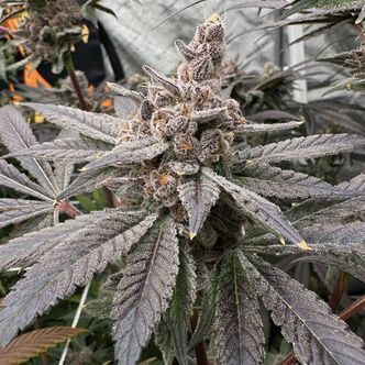 Gasserole (Solfire Gardens) feminizada