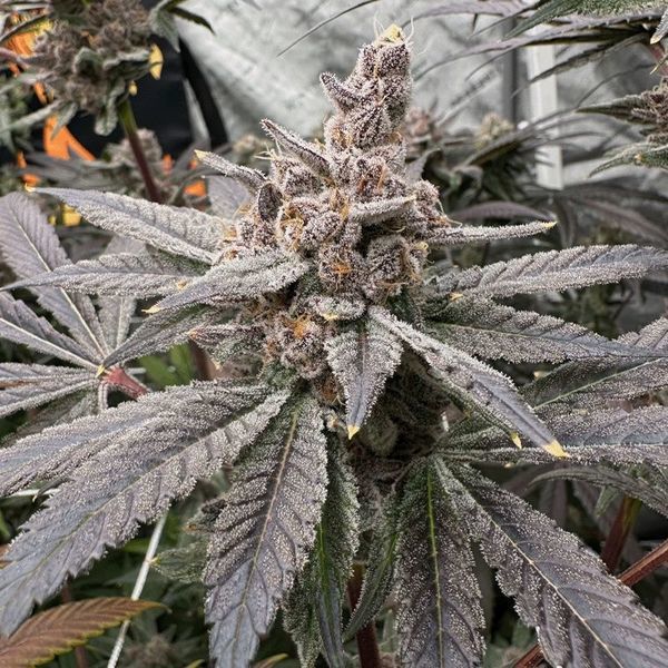 Gasserole (Solfire Gardens) feminizada