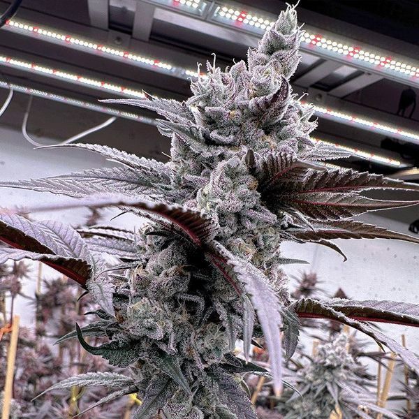 Lung Buster (Solfire Gardens) feminizada