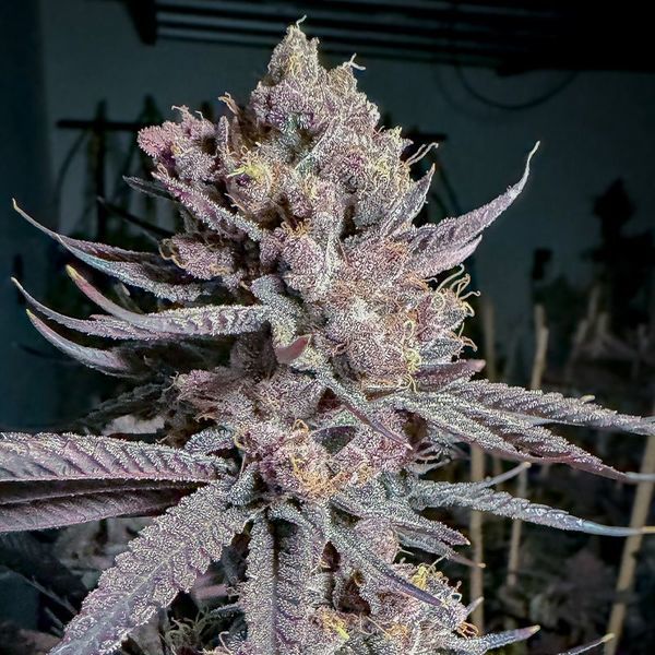 Ripe (Solfire Gardens) feminizada