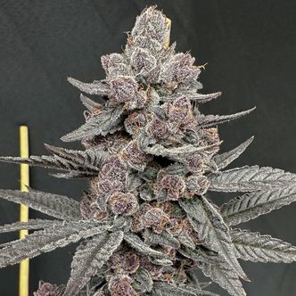 Sinfero (Solfire Gardens) feminizada