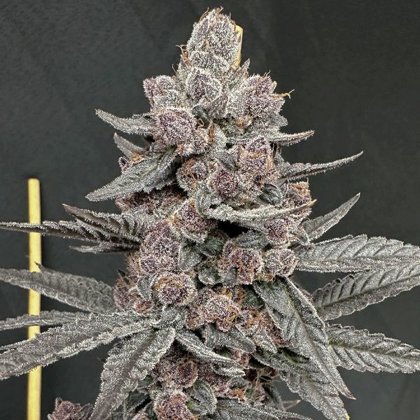 Sinfero (Solfire Gardens) feminizada