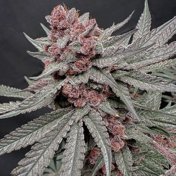 Terpgasm (Solfire Gardens) feminizada