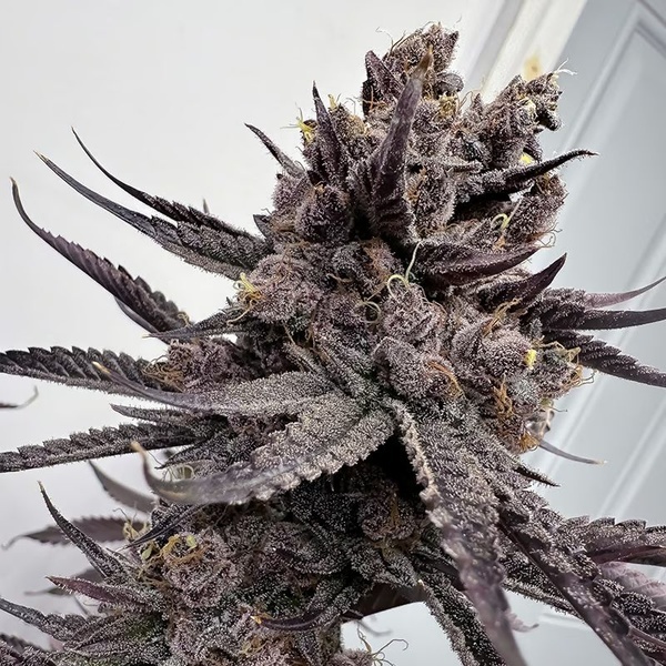 Trap God (Solfire Gardens) feminizada