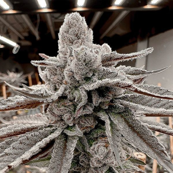 Yummy Yummy (Solfire Gardens) feminizada