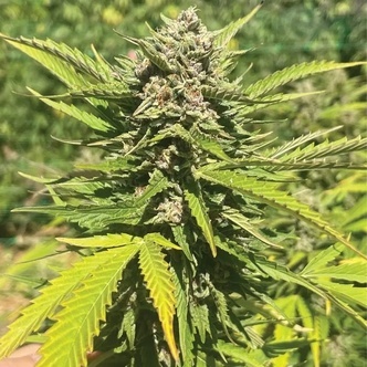 Banana Melt (Humboldt Seed Company) feminizada