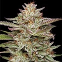 Banana OG (Humboldt Seed Company) feminizada