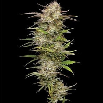 California Haze (Humboldt Seed Company) feminizada