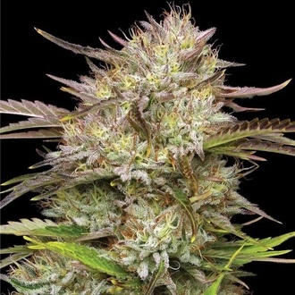 California Haze (Humboldt Seed Company) feminizada