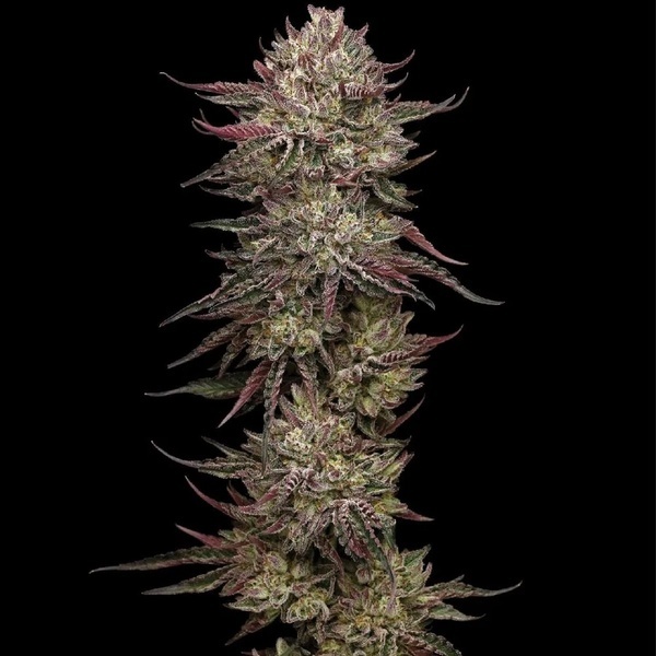 Chicken N' Wafflez (Humboldt Seed Company) feminizada