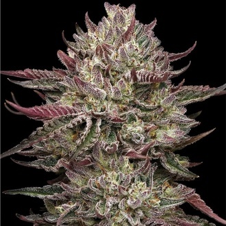 Chicken N' Wafflez (Humboldt Seed Company) feminizada