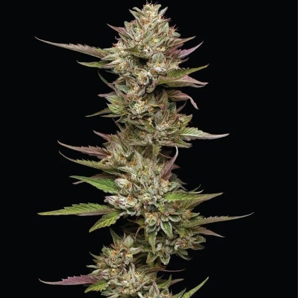 Moon Fog (Humboldt Seed Company) feminizada