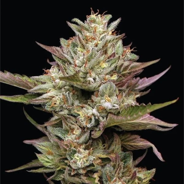 Moon Fog (Humboldt Seed Company) feminizada