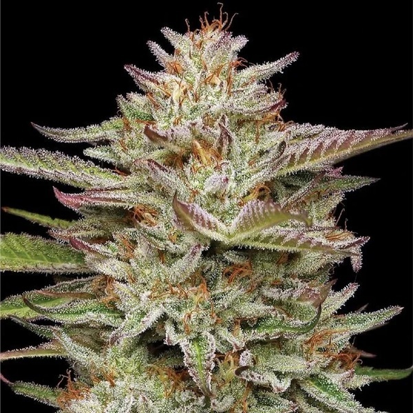 Banana OG Auto (Humboldt Seed Company) feminizada