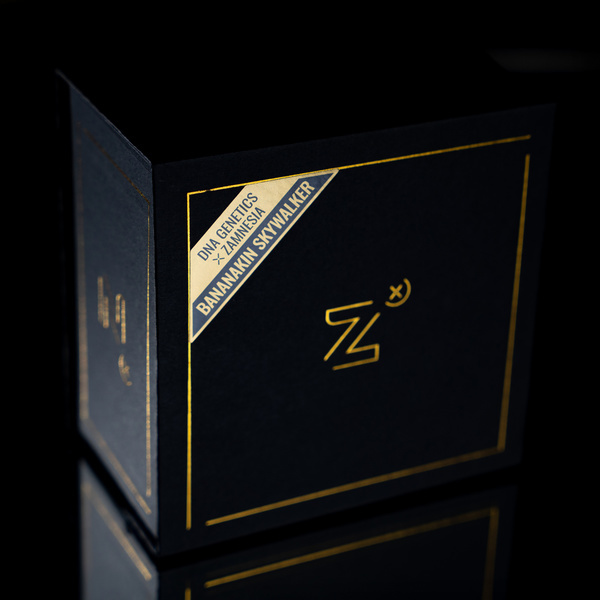 Bananakin Skywalker (feminizado, Zamnesia Seeds x DNA Genetics)