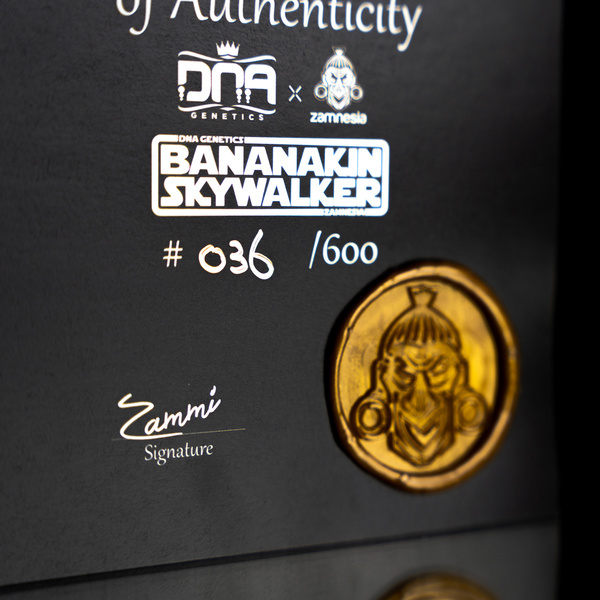 Bananakin Skywalker (feminizado, Zamnesia Seeds x DNA Genetics)