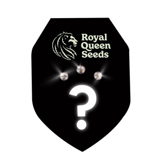 Sementes Mistério Feminizadas 3 (Royal Queen Seeds)