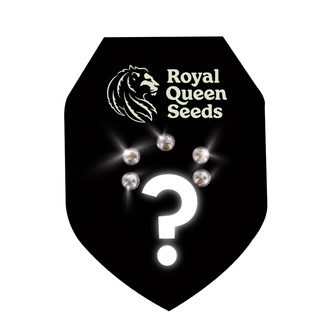 Autoflower Mystery Seeds 5 (Royal Queen Seeds)