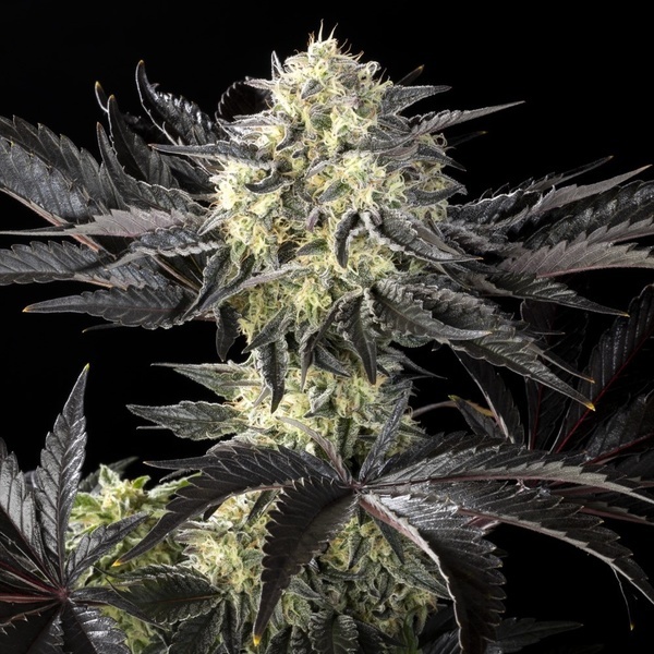 Zoap Rosé (Kannabia) feminizada