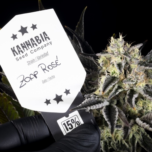 Zoap Rosé (Kannabia) feminizada