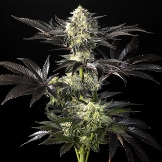 Zoap Rosé (Kannabia) feminizada