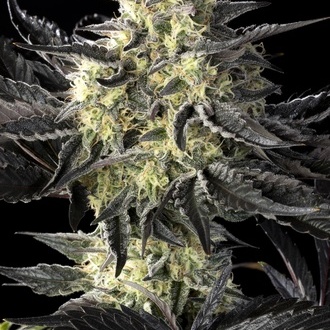 Zoap Rosé (Kannabia) feminizada