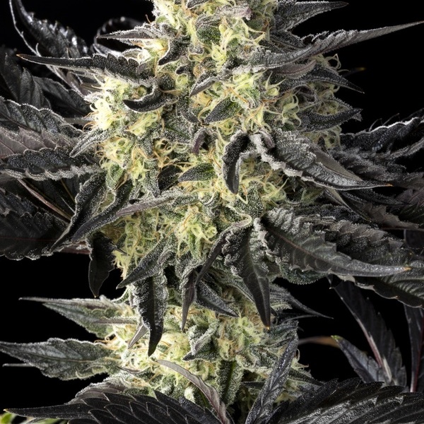 Zoap Rosé (Kannabia) feminizada