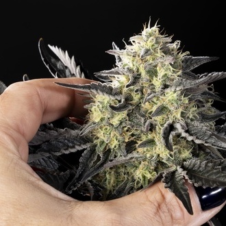 Zoap Rosé (Kannabia) feminizada