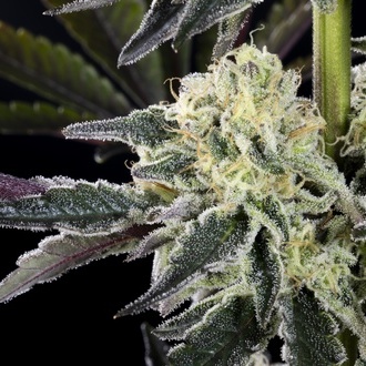 Zoap Rosé (Kannabia) feminizada