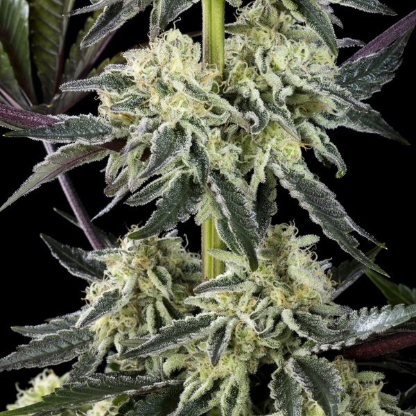 Zoap Rosé (Kannabia) feminizada