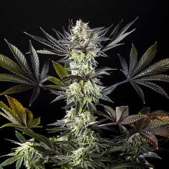 Zoap Rosé (Kannabia) feminizada