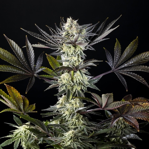 Zoap Rosé (Kannabia) feminizada