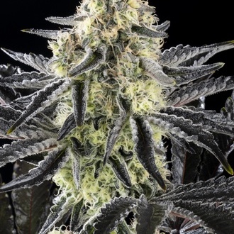 Zoap Rosé (Kannabia) feminizada