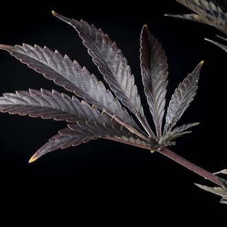 Zoap Rosé (Kannabia) feminizada