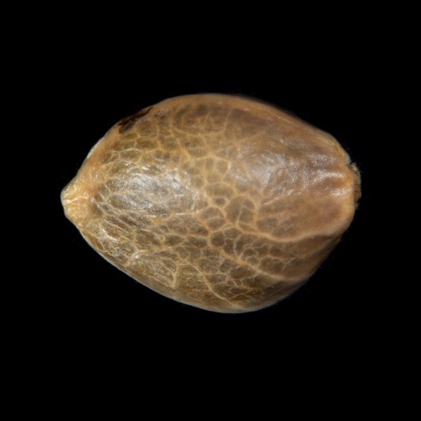 Zoap Rosé (Kannabia) feminizada