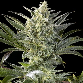 Clementine Slush (Kannabia) feminizada