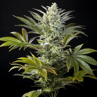 Clementine Slush (Kannabia) feminizada