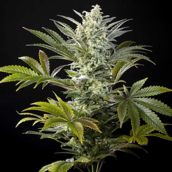 Clementine Slush (Kannabia) feminizada